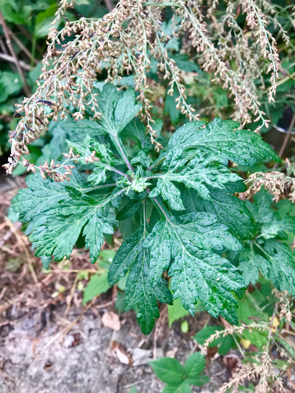 Mugwort (Artemisia vulgaris L.)