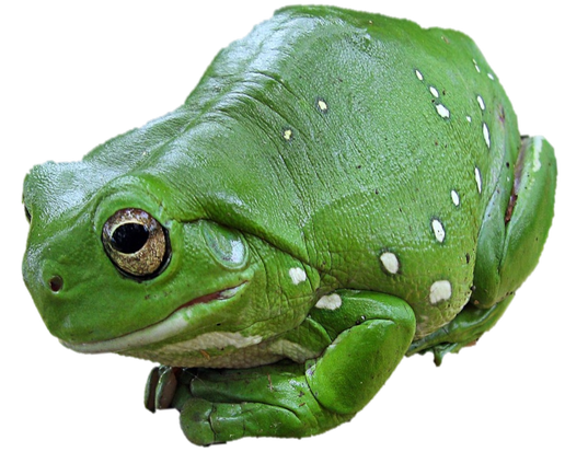 Mugwort Frog