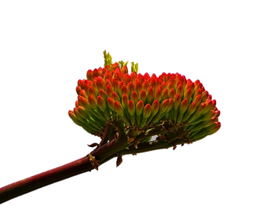 Zanabella Agave Blossom