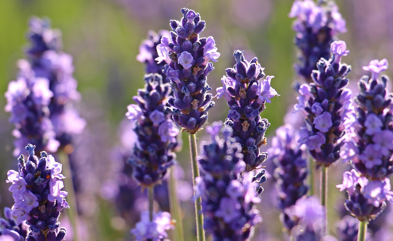 pure lavender