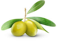 olive oil for skin zanabella
