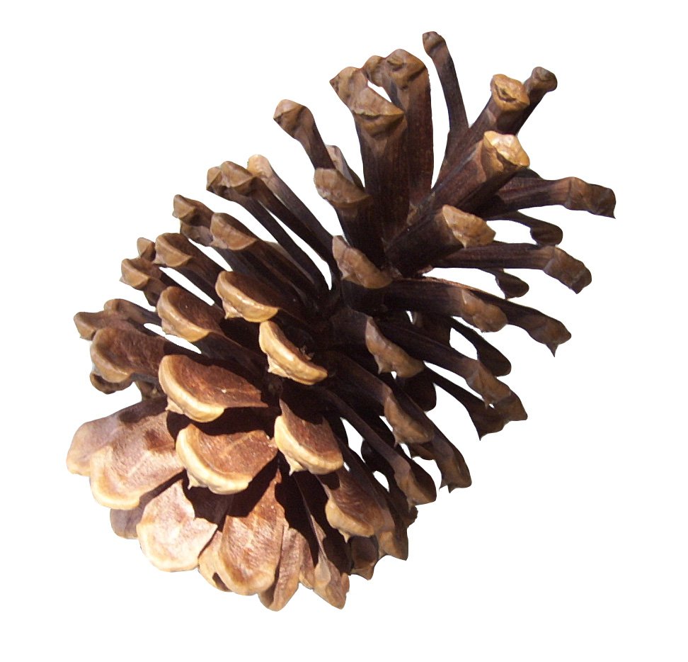 PINE OIL